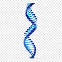 Free PSD 3d blue dna helix sequence element isolated on transparent background