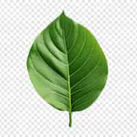 Free PSD 3d green leaf isolated on transparent background