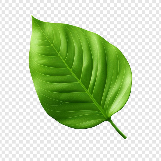 3d green leaf isolated on transparent background