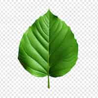 Free PSD 3d green leaf isolated on transparent background