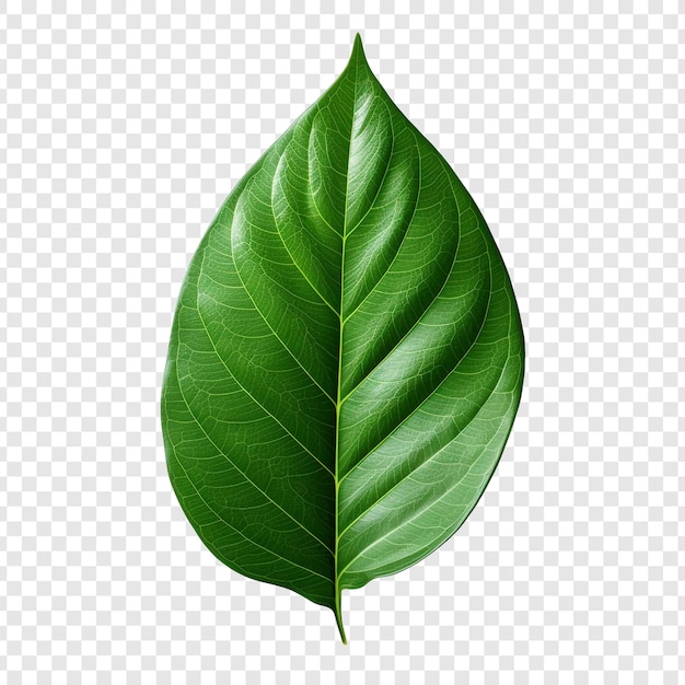 3d green leaf isolated on transparent background