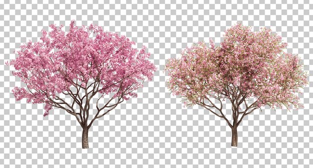 3d rendering of cherry tree