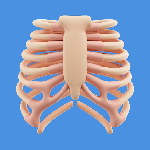 Free PSD 3d rendering of human body icon