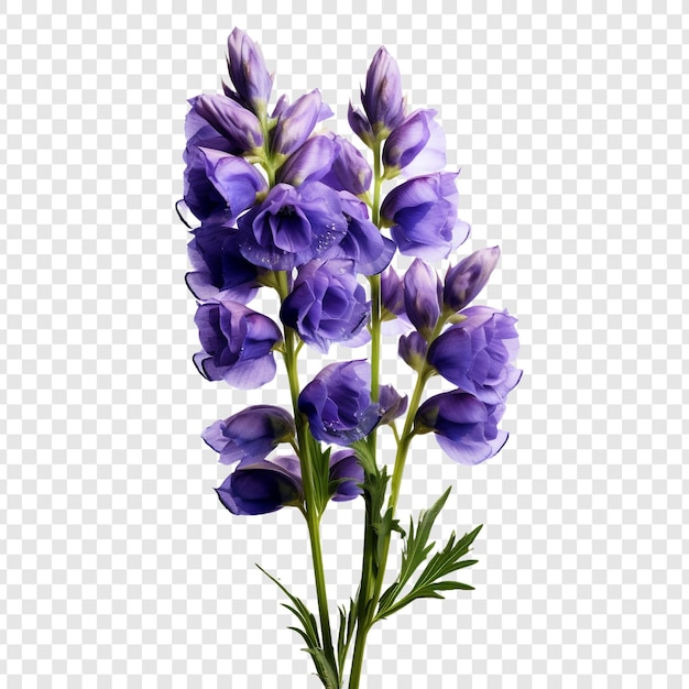 투명 한 배경에 고립 된 aconitum 꽃