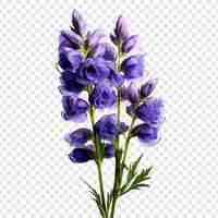Free PSD aconitum flower isolated on transparent background