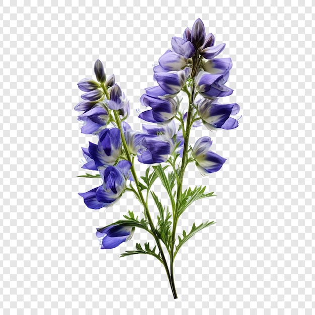 투명한 배경에 고립된 aconitum png