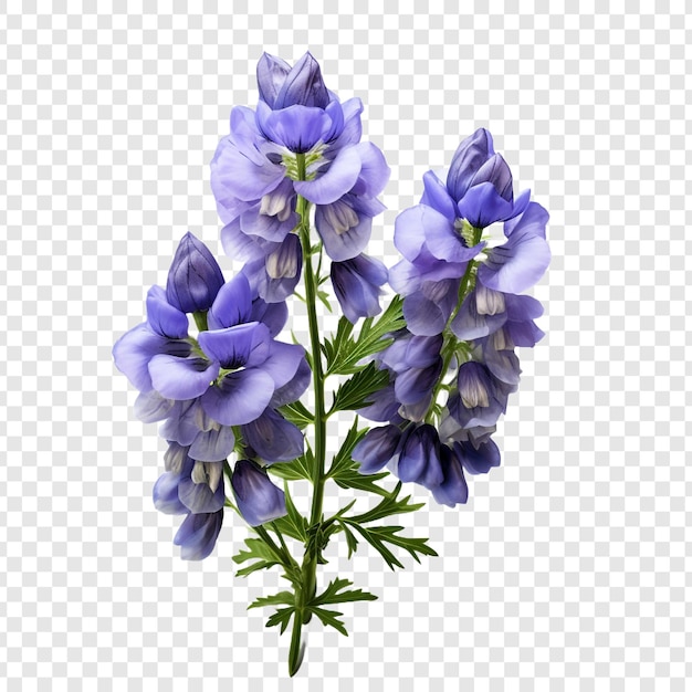 Free PSD aconitum png isolated on transparent background