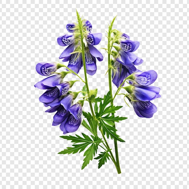 Free PSD aconitum png isolated on transparent background