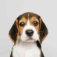 Free PSD adorable beagle puppy solo portrait