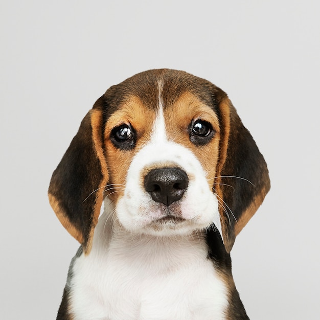 愛らしいビーグル子犬のソロの肖像画