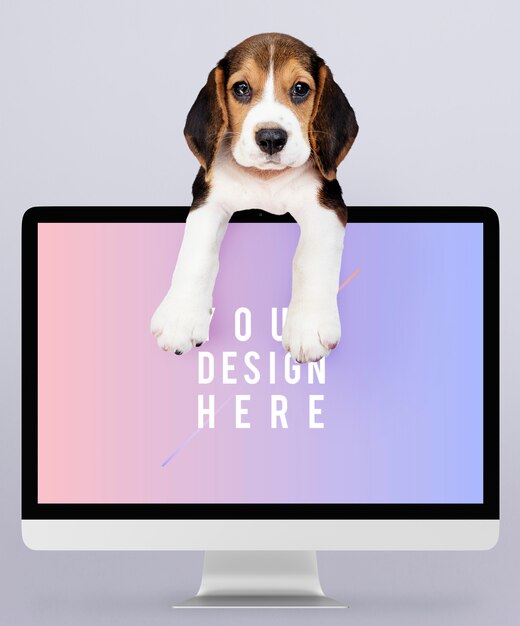 Free PSD adorable beagle puppy with a computer monitor mockup