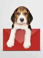 Free PSD adorable beagle puppy with a red envelope mockup