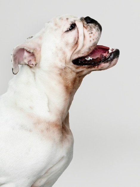 愛らしいブルドッグ子犬の肖像画