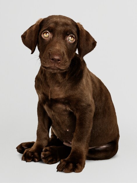 Adorable chocolate Labrador Retriever portrait