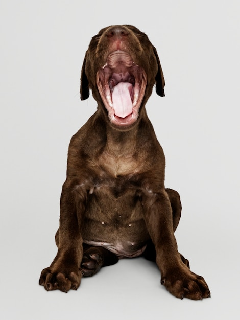 Adorable chocolate Labrador Retriever portrait