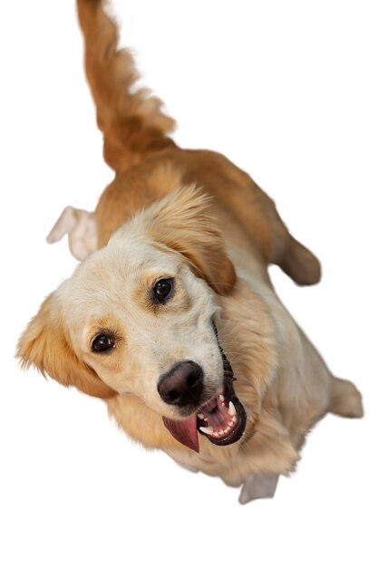 可愛い犬が孤立した