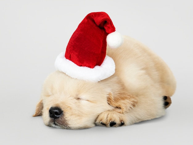 サンタの帽子をかぶっている間眠っている愛らしいゴールデンレトリーバーの子犬