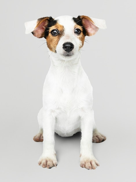 Очаровательный портрет щенка Джек Рассел Ретривер