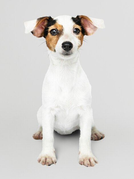 Adorable Jack Russell Retriever puppy portrait