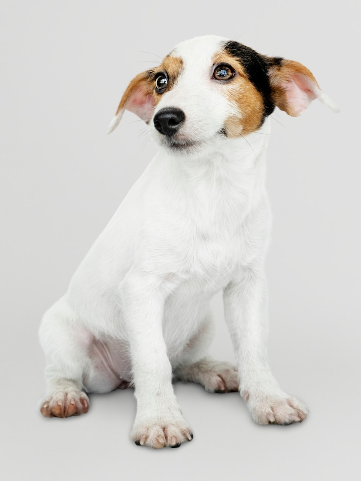 無料PSD 愛らしいジャックラッセルレトリーバー子犬の肖像画