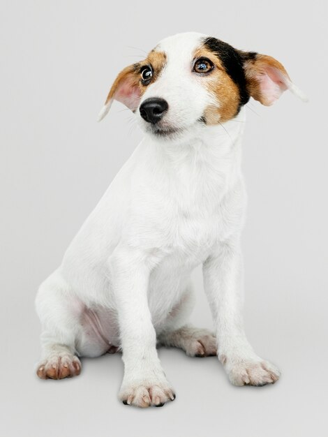 Adorable Jack Russell Retriever puppy portrait