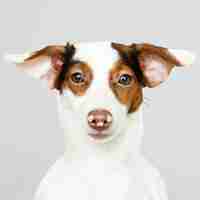 Free PSD adorable jack russell retriever puppy portrait