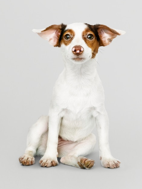 Очаровательный портрет щенка Джек Рассел Ретривер