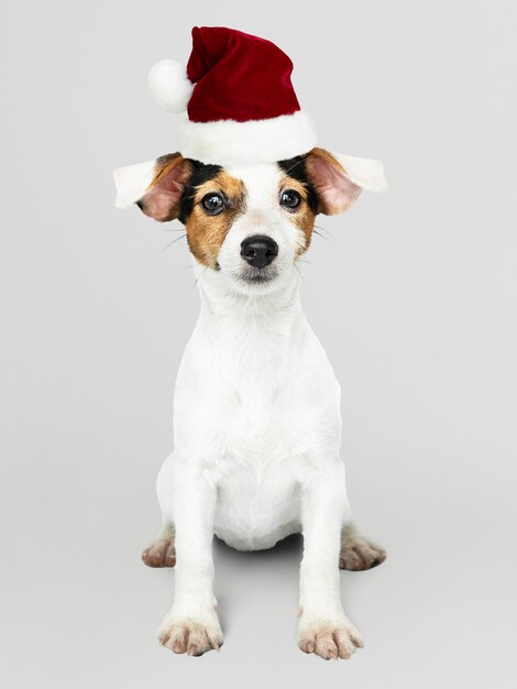 クリスマス帽子をかぶっている愛らしいジャックラッセルレトリーバー子犬