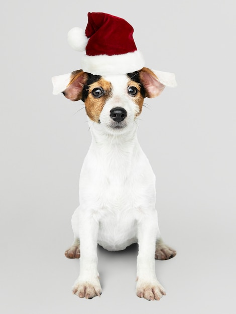 Adorable Jack Russell Retriever puppy wearing a Christmas hat