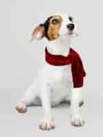 Free PSD adorable jack russell retriever puppy wearing a christmas scarf