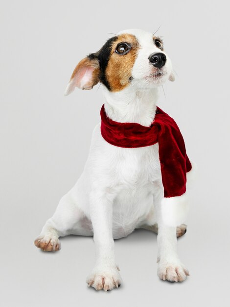 Adorable Jack Russell Retriever puppy wearing a Christmas scarf