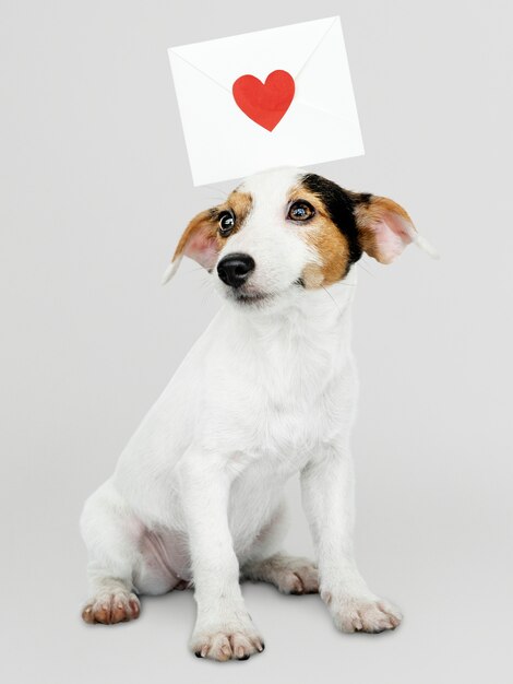 Очаровательный щенок Джек Рассел Ретривер с макетом любовного письма