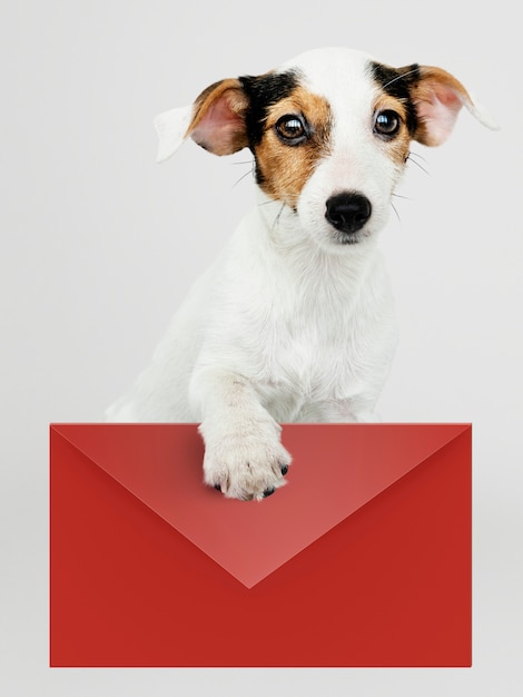 Очаровательный щенок Джек Рассел Ретривер с макетом в красном конверте