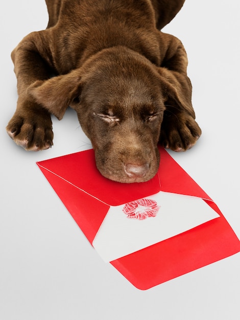 Adorable Labrador Retriever sleeping on top of a love letter mockup