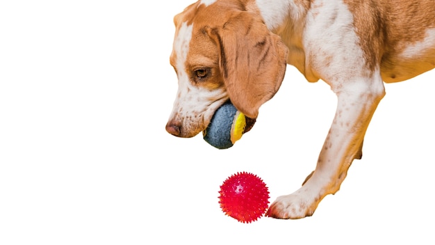 adorable pet dog scene