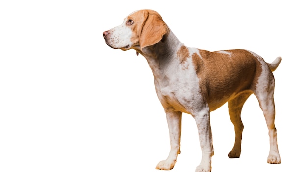 adorable pet dog scene