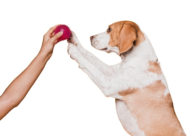 adorable pet dog scene