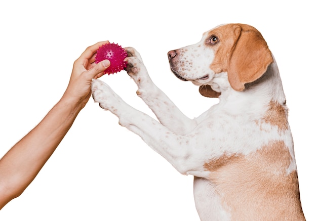 adorable pet dog scene