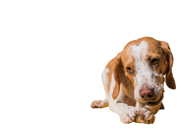 adorable pet dog scene