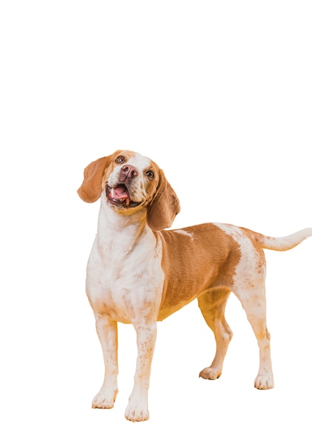 adorable pet dog scene