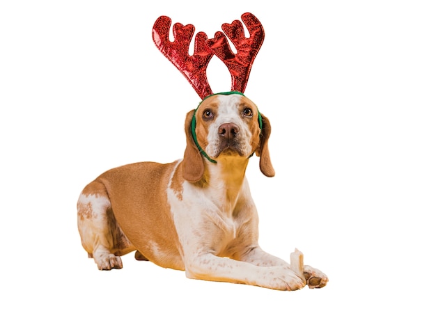 Adorable pet dog scene