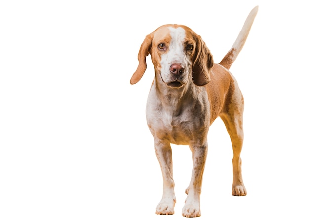 adorable pet dog scene