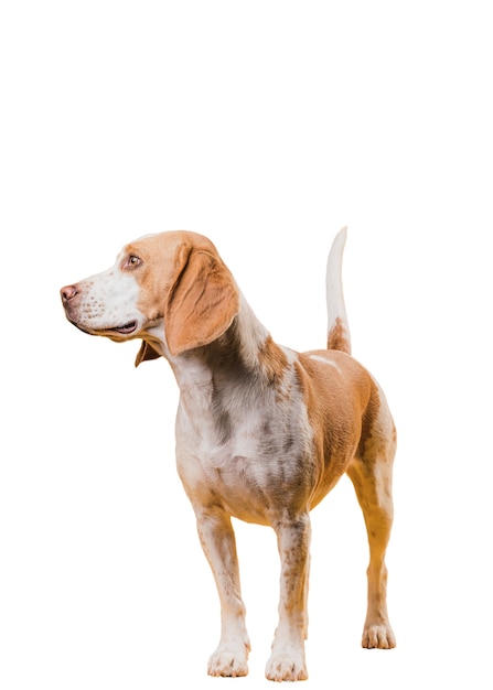 Adorable pet dog scene