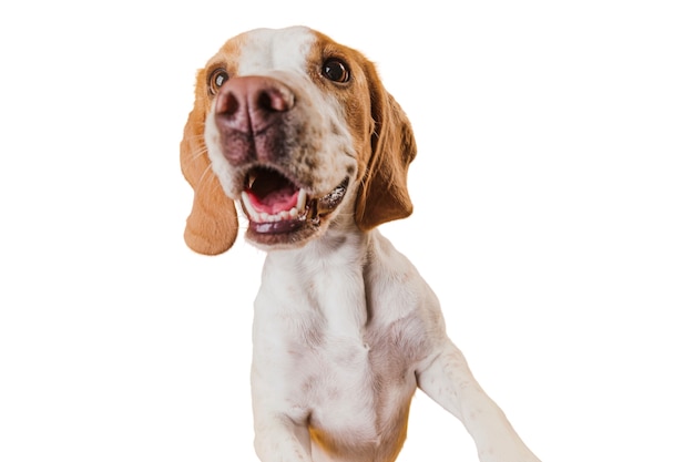 adorable pet dog scene