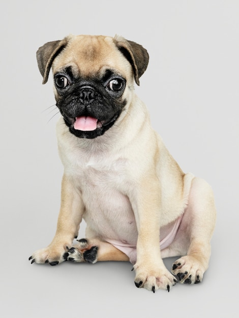 Adorable pug puppy solo portrait