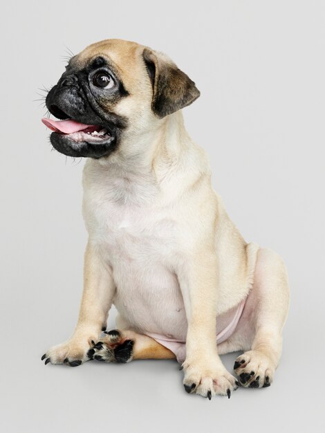 愛らしいパグ子犬ソロの肖像画