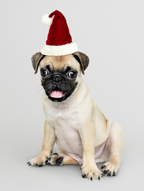 クリスマス帽子をかぶった愛らしいパグ子犬