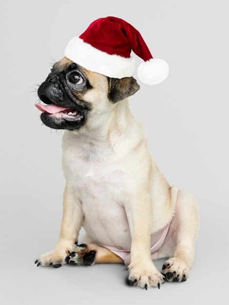 Очаровательный щенок мопса в рождественской шапке