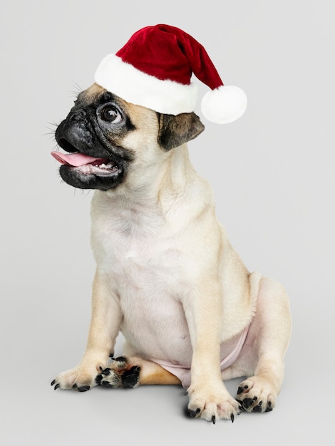 クリスマス帽子をかぶった愛らしいパグ子犬