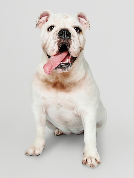 愛らしい白いブルドッグ子犬の肖像画